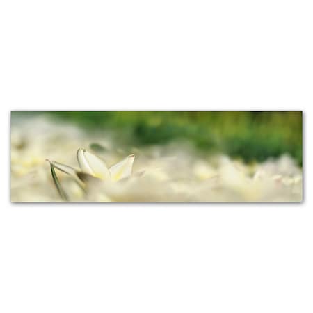 Cora Niele 'White Tulip Scape' Canvas Art,16x47